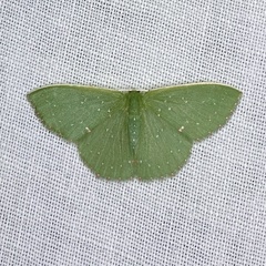 Prasinocyma iosticta