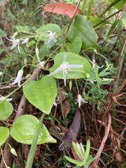 Clematis aristata