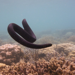 Emydocephalus annulatus