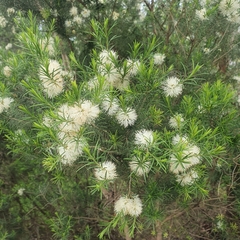 Melaleuca ericifolia