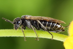 Sciapteryx consobrina