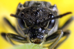 Sciapteryx consobrina