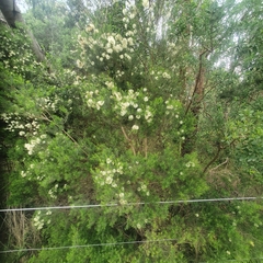 Melaleuca ericifolia