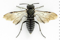 Sciapteryx consobrina