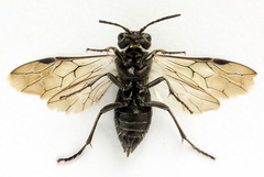 Sciapteryx consobrina