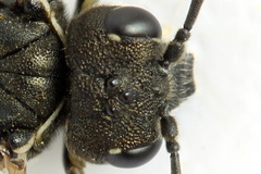 Sciapteryx consobrina