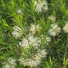 Melaleuca ericifolia