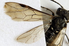 Sciapteryx consobrina