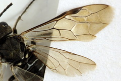 Sciapteryx consobrina