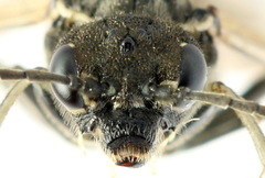 Sciapteryx consobrina