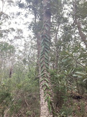 Parsonsia