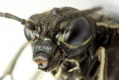 Sciapteryx consobrina