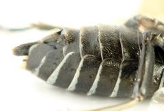 Sciapteryx consobrina