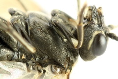 Sciapteryx consobrina