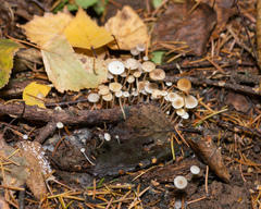 Strobilurus conigenus