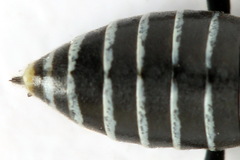 Sciapteryx consobrina