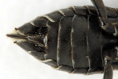 Sciapteryx consobrina