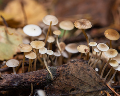 Strobilurus conigenus