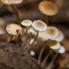 Strobilurus conigenus