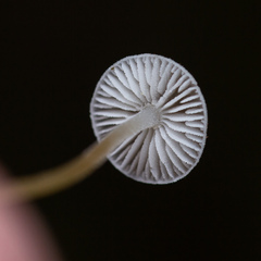 Strobilurus conigenus