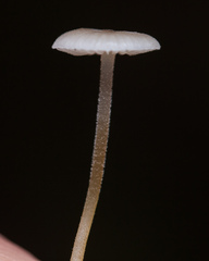 Strobilurus conigenus