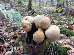 Apioperdon pyriforme