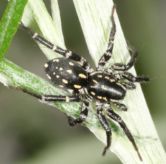 Nyssus albopunctatus