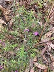 Tetratheca thymifolia