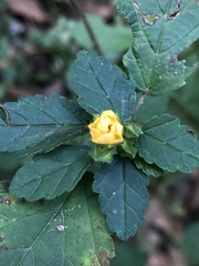 Sida ulmifolia