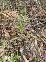 Tetratheca thymifolia