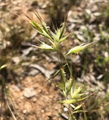 Rytidosperma