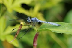 Hemistigma albipunctum