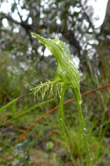 Pterostylis unicornis