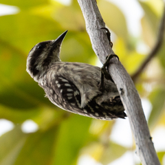 Yungipicus moluccensis