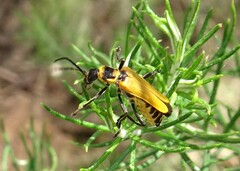 Chauliognathus flavipennis