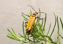 Chauliognathus flavipennis