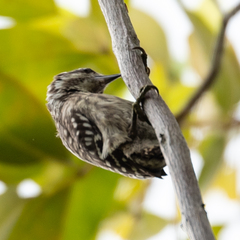 Yungipicus moluccensis