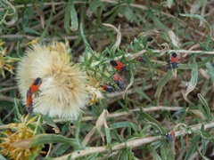 Melanopleurus belfragei