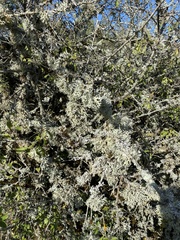 Pseudevernia furfuracea