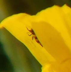 Thysanoptera