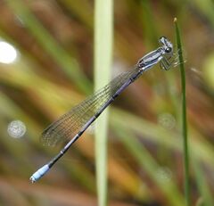 Argia hinei