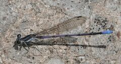 Argia hinei