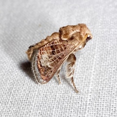 Doratifera vulnerans