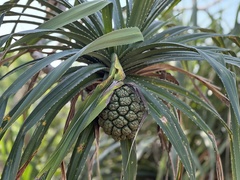 Pandanus odorifer