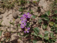 Melochia hermannioides