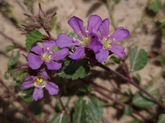 Melochia hermannioides