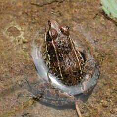 Lithobates magnaocularis