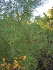 Tamarix