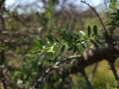 Schinus longifolia, photograph 2