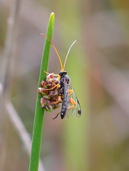 Echthromorpha intricatoria